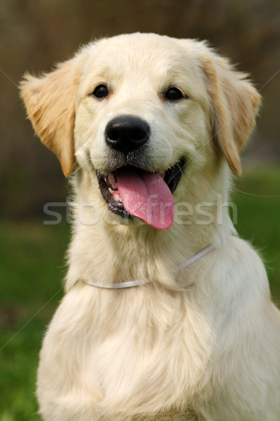 Kutyakölyök golden retriever boldog portré vicces fiatal Stock fotó © goroshnikova