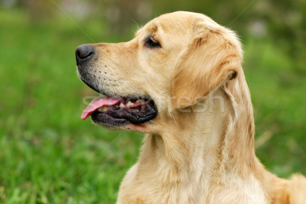 Cão golden retriever retrato perfil engraçado jovem Foto stock © goroshnikova