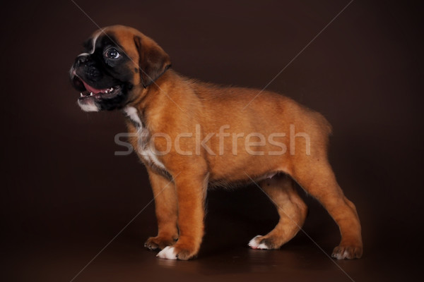 Funny rojo cachorro boxeador femenino completo Foto stock © goroshnikova