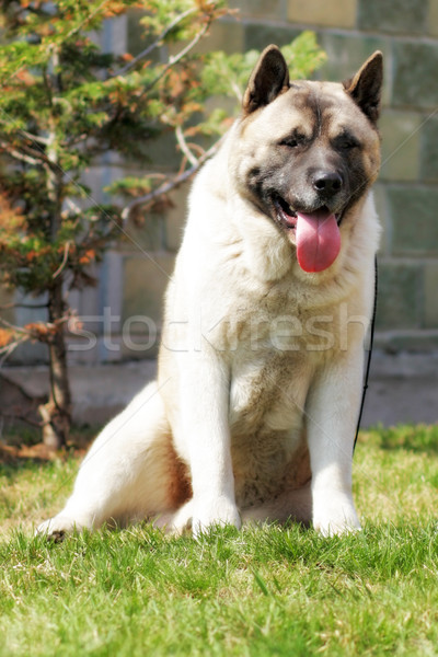 dog breed Akita inu sitting on the grass in the summer Stock photo © goroshnikova