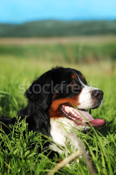 Mooie gelukkig berner sennenhond zomer buitenshuis lang Stockfoto © goroshnikova