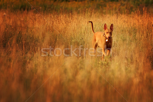 法老 獵犬 運行 場 日落 商業照片 © goroshnikova