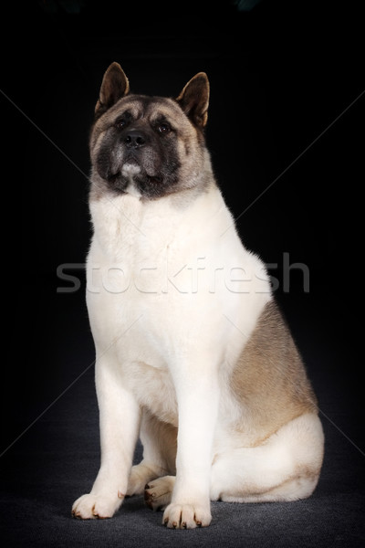 large dog breed Akita inu Stock photo © goroshnikova