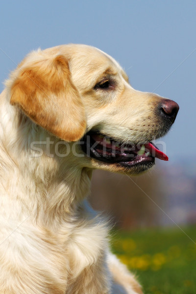 happy dog Golden Retriever in the summer on a sky  Stock photo © goroshnikova