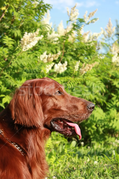 Profile of the Irish setter against bushes Stock photo © goroshnikova