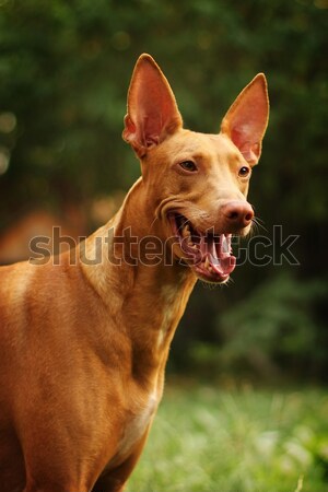 Boldog kutyafajta fáraó vadászkutya természet arany Stock fotó © goroshnikova