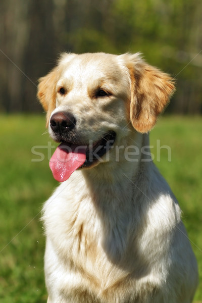 Boldog kutya golden retriever nyár nap nap Stock fotó © goroshnikova