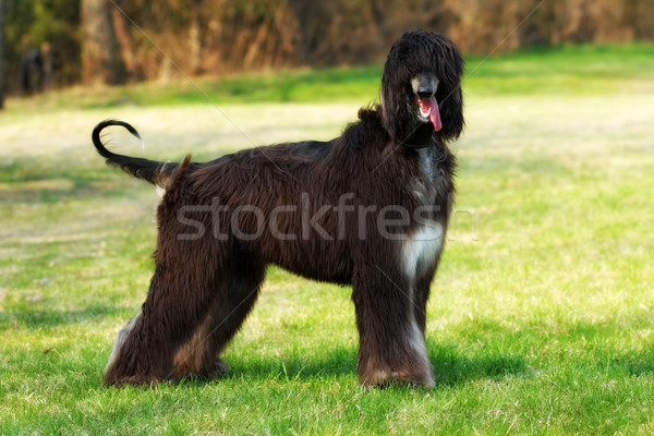 Stock photo: beautiful breed of dog, the Afghan stands with full growth 