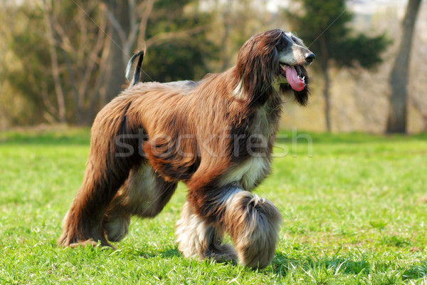 Perro sabueso verde ejecutando velocidad caminata Foto stock © goroshnikova