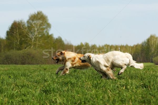 Kettő kutyák golden retriever jókedv fut nyár Stock fotó © goroshnikova