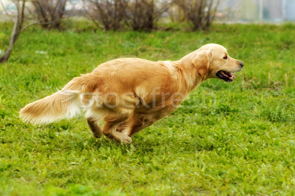 Frumos fericit câine golden retriever funcţionare in jurul Imagine de stoc © goroshnikova