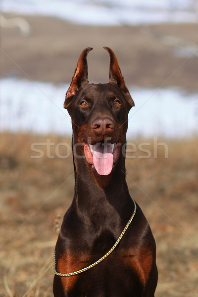 Stock fotó: Gyönyörű · fajtiszta · barna · doberman · kutya · bajnok