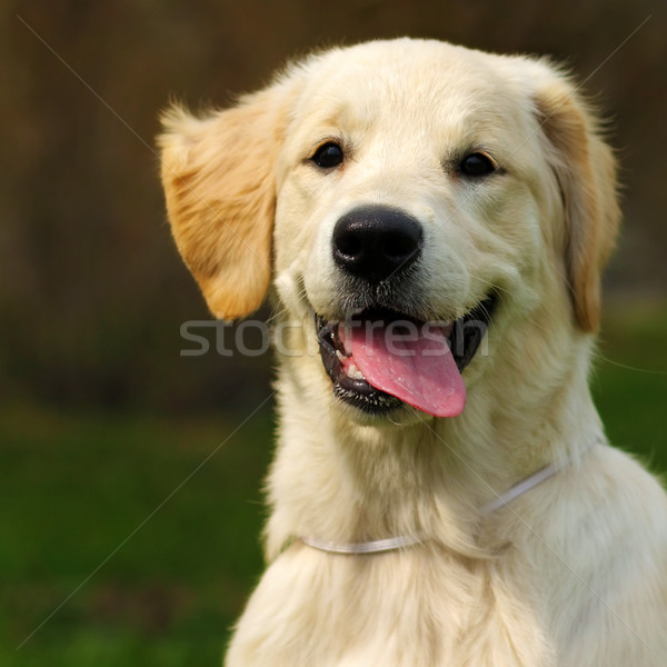 Happy puppy Golden Retriever walks in the summer on the nature,  Stock photo © goroshnikova