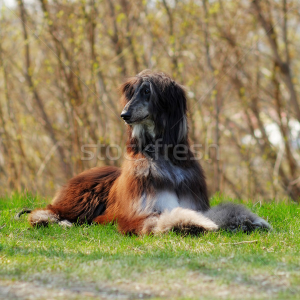 beautiful dog breed Afghan lies in the summer outdoors Stock photo © goroshnikova