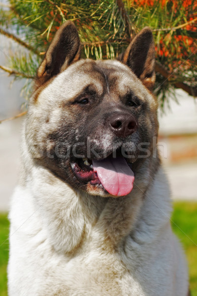 dog breed Akita inu in the summer heat outdoors Stock photo © goroshnikova