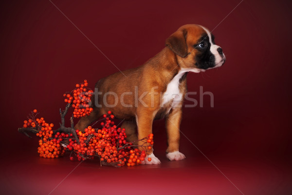 Cute puppy boxer stands next to a sprig  Stock photo © goroshnikova