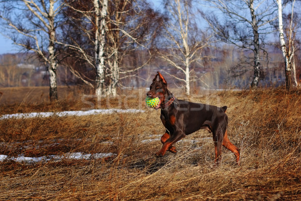 коричневая собака доберман весны день играет мяча Сток-фото © goroshnikova