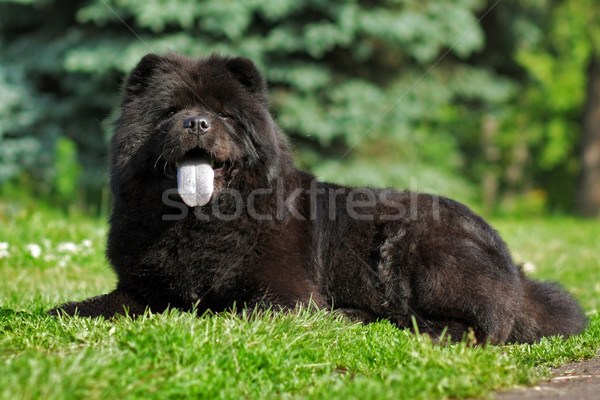 Happy black fuzzy dog the Chow Chow lying in the summer on the n Stock photo © goroshnikova