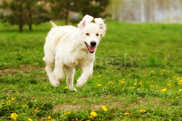 Stockfoto: Klein · grappig · puppy · honden · golden · retriever · zomer