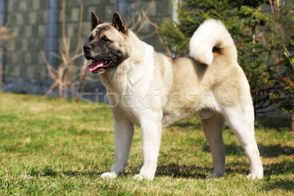 dog breed Akita inu stands to show the position Stock photo © goroshnikova