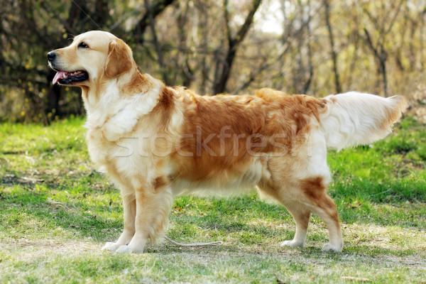 Gyönyörű fajtiszta kutya golden retriever áll előadás pozició Stock fotó © goroshnikova