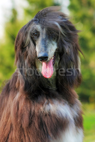 快樂 狗 獵犬 夏天 肖像 商業照片 © goroshnikova