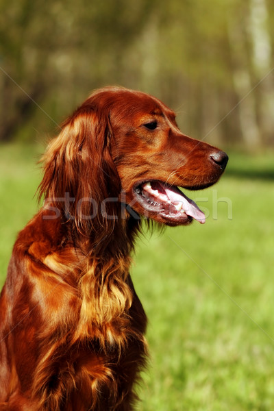 Beautiful dog Irish setter in summer Stock photo © goroshnikova