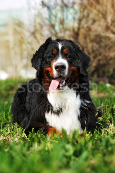 Szczęśliwy berneński pies pasterski lata trawy odkryty zabawy Zdjęcia stock © goroshnikova