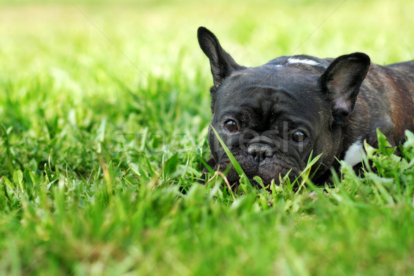 Triest hond frans bulldog zomer gras Stockfoto © goroshnikova