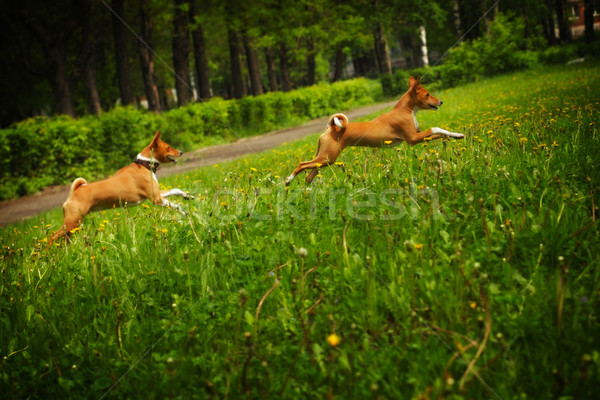 Dois cães alegremente corrida em torno de Foto stock © goroshnikova