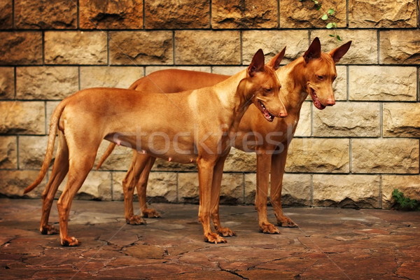 Kettő gyönyörű kutyák fajta fáraó vadászkutya Stock fotó © goroshnikova