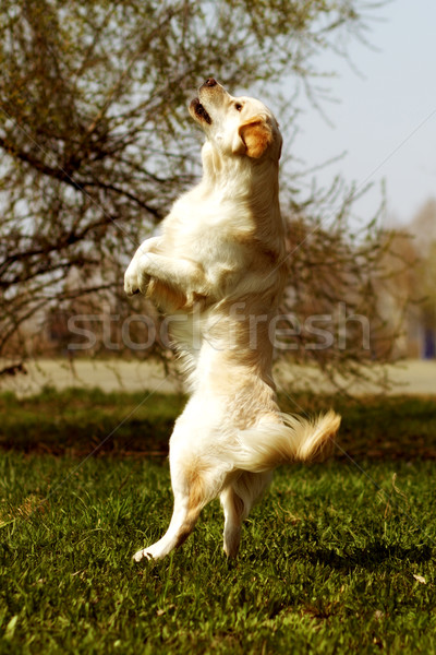 Stock photo: funny Golden Retriever dog playing and jumping in the summer