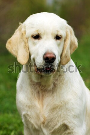 Giallo labrador retriever ritratto fogliame giovani Foto d'archivio © goroshnikova