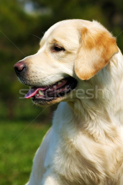 Boldog kutya golden retriever nyár természet közelkép Stock fotó © goroshnikova