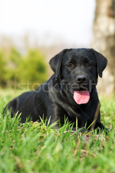 happy dog Labrador Retriever Stock photo © goroshnikova