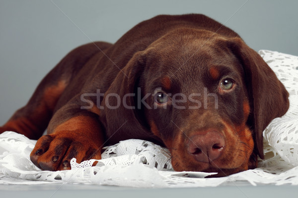 Stock photo: Beautiful purebred brown Doberman puppy very sad, put his head a