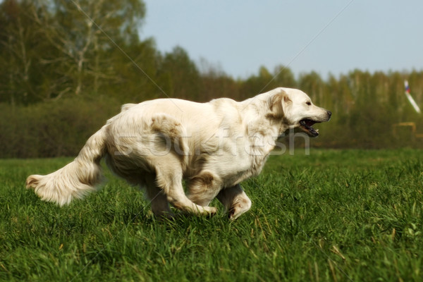 Boldog kutya golden retriever fiatal öröm hamar Stock fotó © goroshnikova