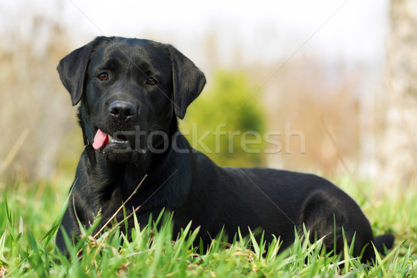 funny black Labrador Stock photo © goroshnikova