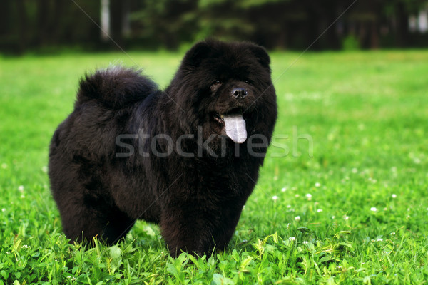 Stockfoto: Pluizig · hond · zwarte · zomer · familie · huisdier