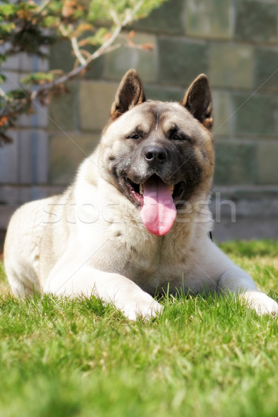 dog breed Akita inu lies on the grass in the summer Stock photo © goroshnikova