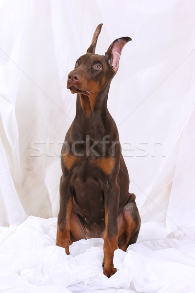 Foto stock: Marrom · doberman · sessão · cinza · tecido · espera