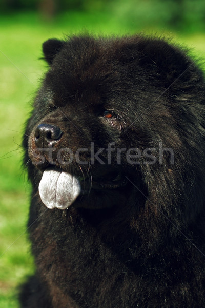 Stok fotoğraf: Güzel · kabarık · siyah · köpek · yaz · açık · havada