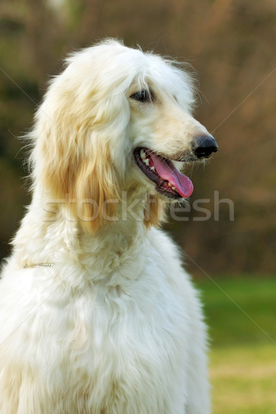 Dog Afghan Hound Stock photo © goroshnikova