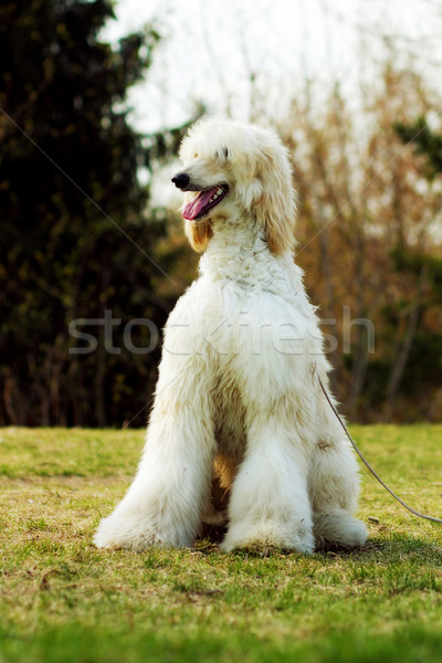 Dog Afghan Hound sitting Stock photo © goroshnikova