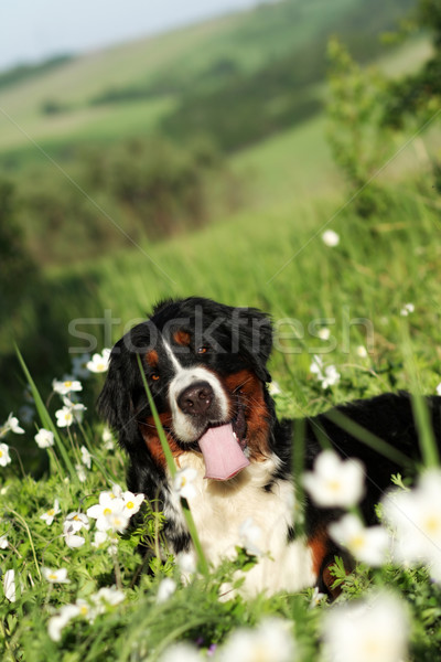 Bella felice cane bovaro del bernese fiore estate Foto d'archivio © goroshnikova