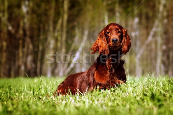 beautiful dog Irish setter Stock photo © goroshnikova