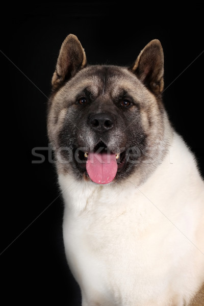 Negro primer plano perros policía servicio Foto stock © goroshnikova