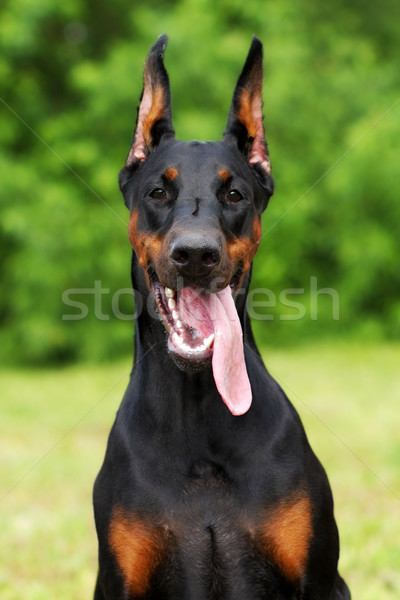 Stockfoto: Portret · doberman · mooie · zwarte · hond