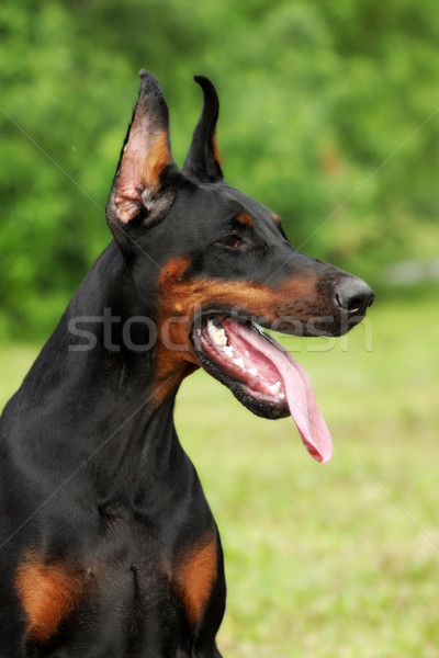 Bella nero doberman cane estate ritratto Foto d'archivio © goroshnikova
