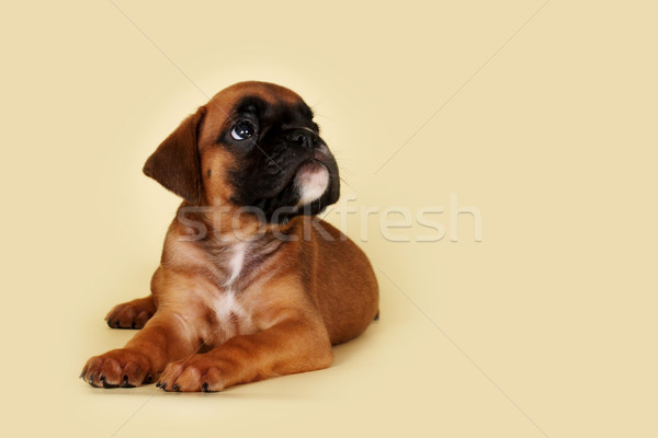 cute red puppy boxer lies and plaintively looks up  Stock photo © goroshnikova